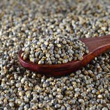 Pearl Millet (باجرہ)