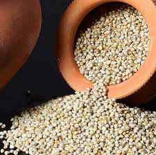 Pearl Millet (باجرہ)